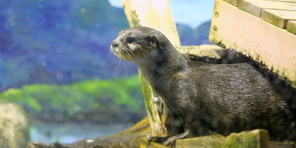 二見シーパラダイス 二見イズム かな かわうそ初心者のブログ