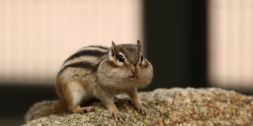 王子動物園 ハジメの余裕 かわうそ初心者のブログ