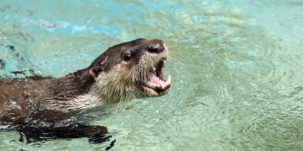 かわうそ初心者のブログ 高知県立のいち動物公園