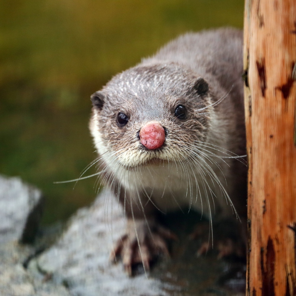 フェニックス自然動物園 トナカイになったユマちゃん かわうそ初心者のブログ