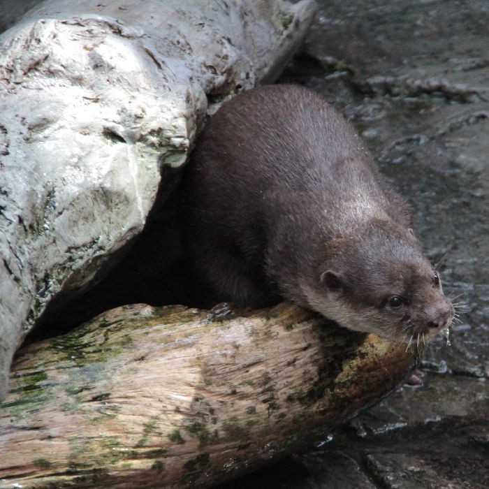 8月生まれのカワウソたち : かわうそ初心者のブログ