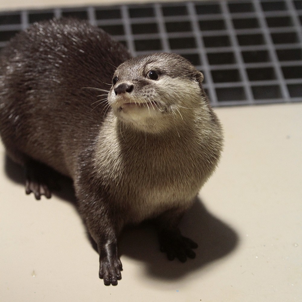 宮島水族館 アラタの時間 改 かわうそ初心者のブログ 宮島水族館 アラタの時間 改 かわうそ初心者のブログ
