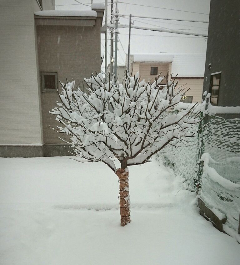 雑談 こんなはずじゃなかった話 にわにわ