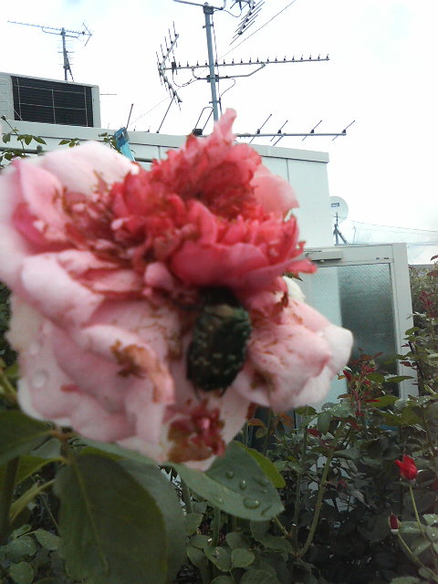 ホソオビアシブトクチバの幼虫 バラと酒に酔いしれて ホソオビアシブトクチバの幼虫 バラと酒に酔いしれて