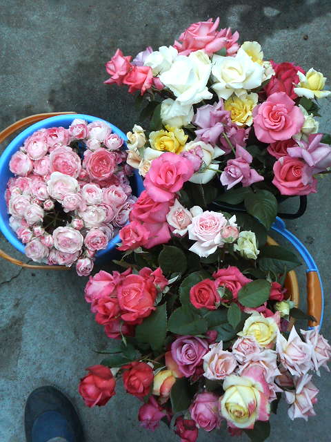 ヨトウムシの孵化 幼虫 バラと酒に酔いしれて