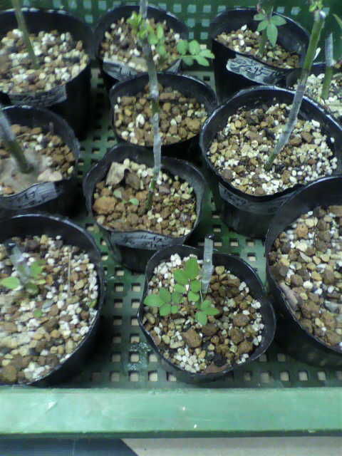 芽接ぎ苗 その後の処置 バラと酒に酔いしれて