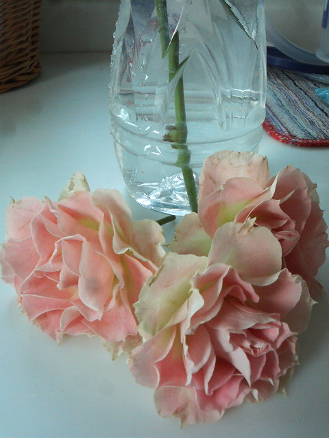 カーネーション咲き切花 バラと酒に酔いしれて