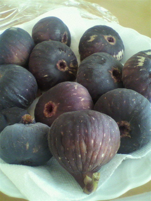 イチジク 穂木 62品種 124〜186苗分 3 いちじく 穂木 Balkan Grey