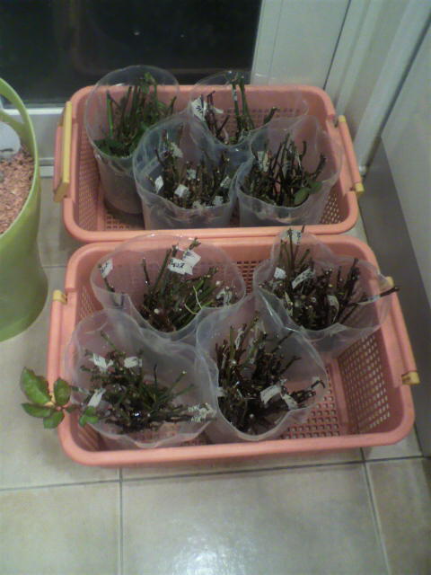 バラと酒に酔いしれて 挿し木 接木 芽接ぎ Livedoor Blog ブログ