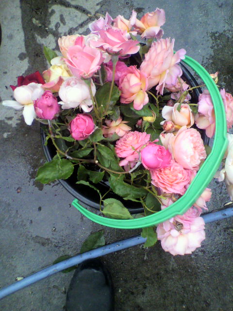 挿し木鉢上げ バラと酒に酔いしれて