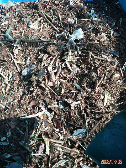 ブルーベリーのマルチングサプリ バラと酒に酔いしれて