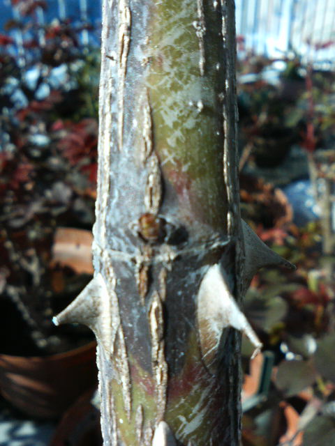 枝枯れ病 キャンカー バラと酒に酔いしれて