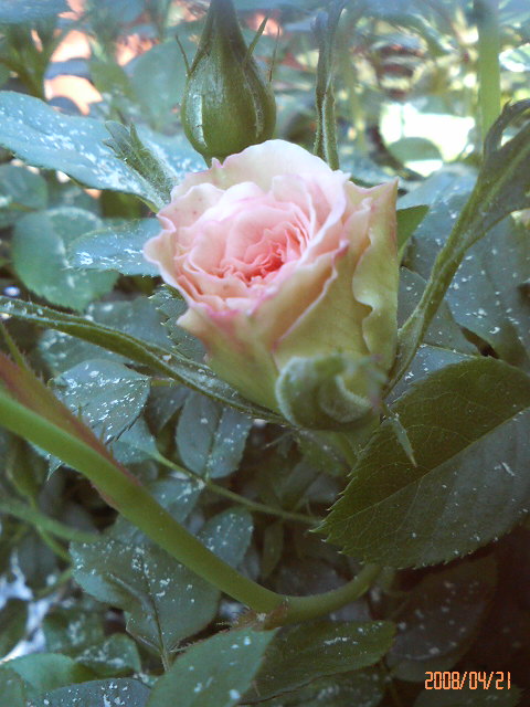 バラと酒に酔いしれて うどんこ病 Livedoor Blog ブログ