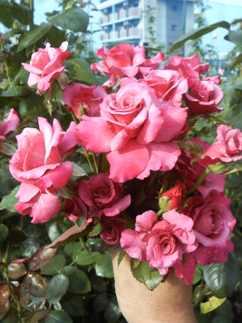 ホソオビアシブトクチバの幼虫 バラと酒に酔いしれて ホソオビアシブトクチバの幼虫 バラと酒に酔いしれて