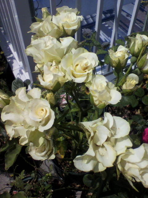 ニームオイル消毒 バラと酒に酔いしれて