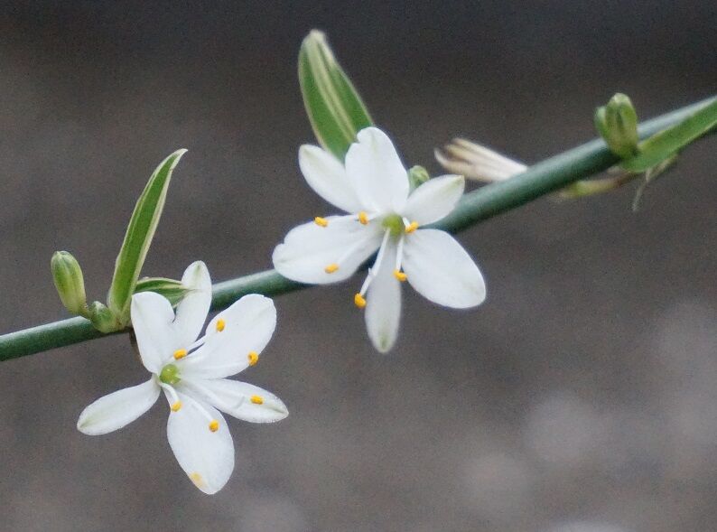 オリヅルランの花 絵葉書日記 と いつも幸せ気分