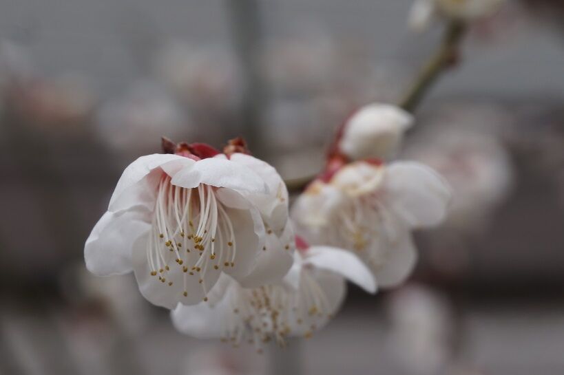 梅の花 絵葉書日記 と いつも幸せ気分 梅の花 絵葉書日記 と いつも幸せ気分