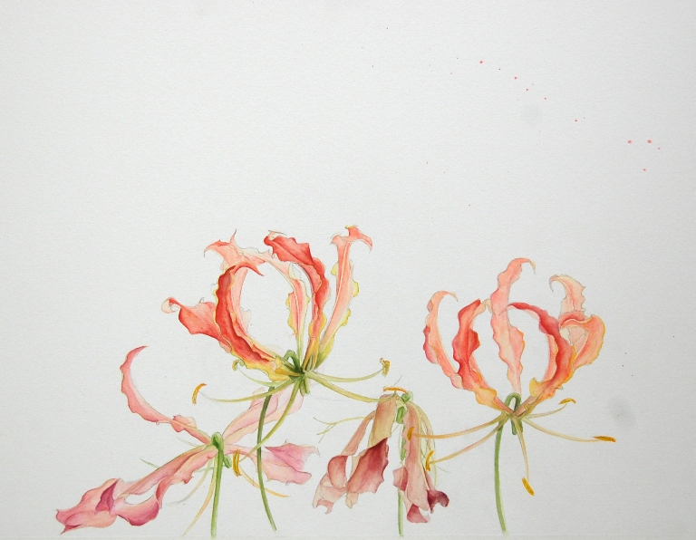 絵画 グロリオサ 水彩画