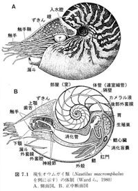 nautilus_anatomy_s[1]