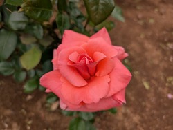 PXL_20260506_051955015