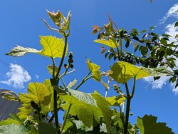 PXL_20260530_033804246