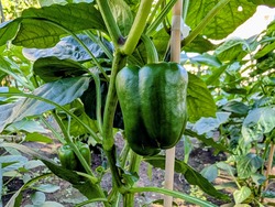 PXL_20250813_053119684~2