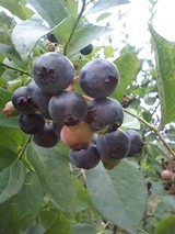 936c0d12.jpg