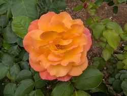 PXL_20260506_051946780