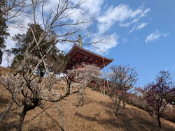 PXL_20250302_044354775