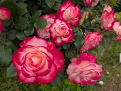 PXL_20260506_052105371