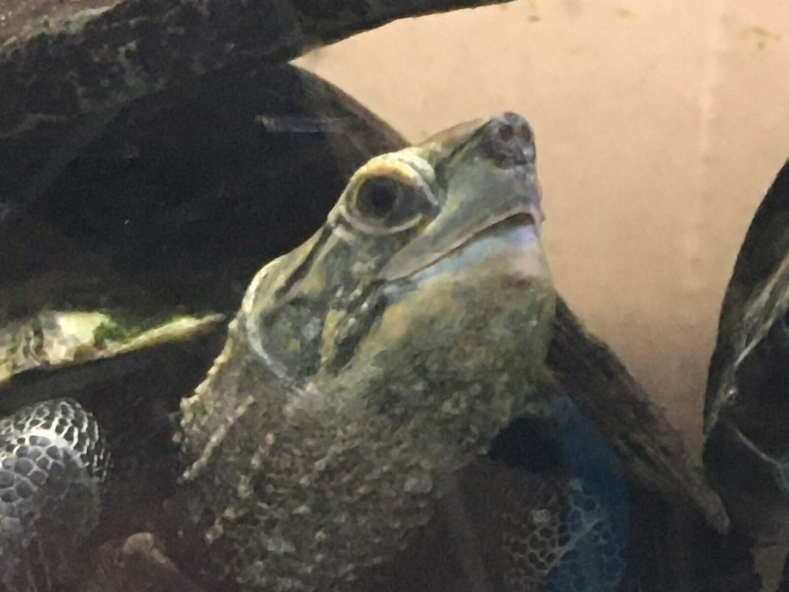 ガチ 疲れましたよ カメこちゃん ヒューマンカメラのこころもち