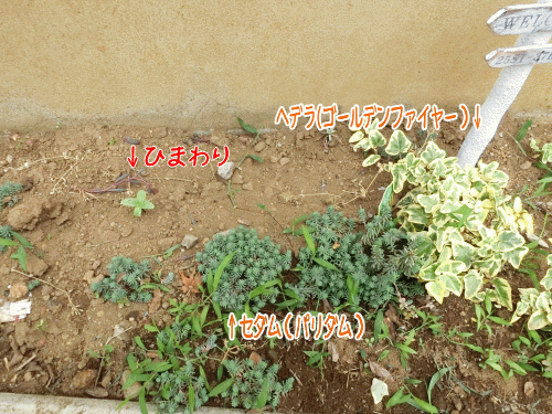 植物って怖い話 手作り雑貨 アルオージュ 八千代のちいさな雑貨店 植物って怖い話 手作り雑貨 アルオージュ 八千代のちいさな雑貨店