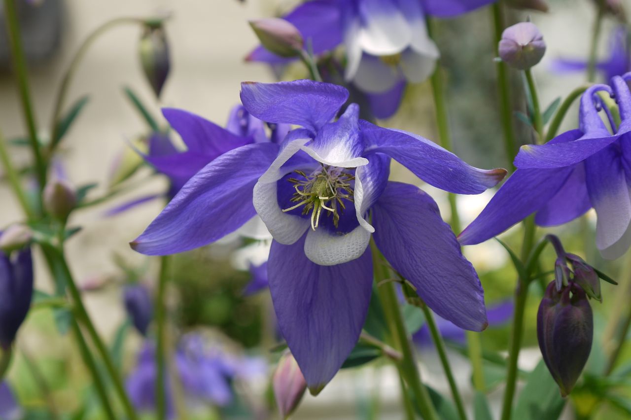 春の草花 13年4月18日 どこへ行こうか 春の草花 13年4月18日 どこへ行こうか
