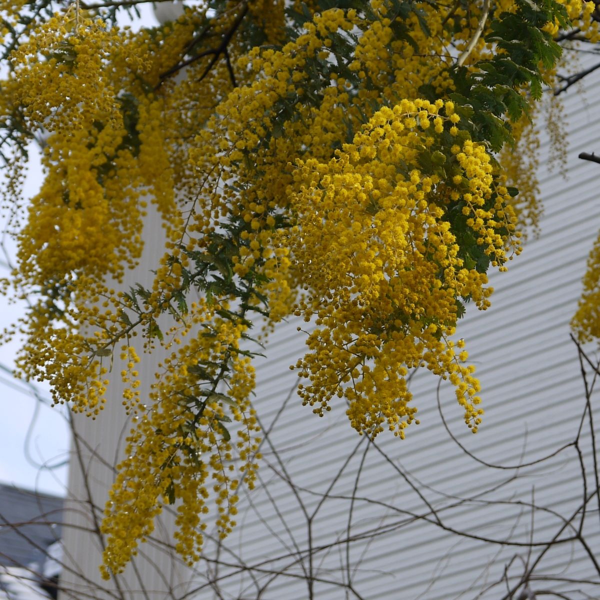 黄色い花の木 どこへ行こうか