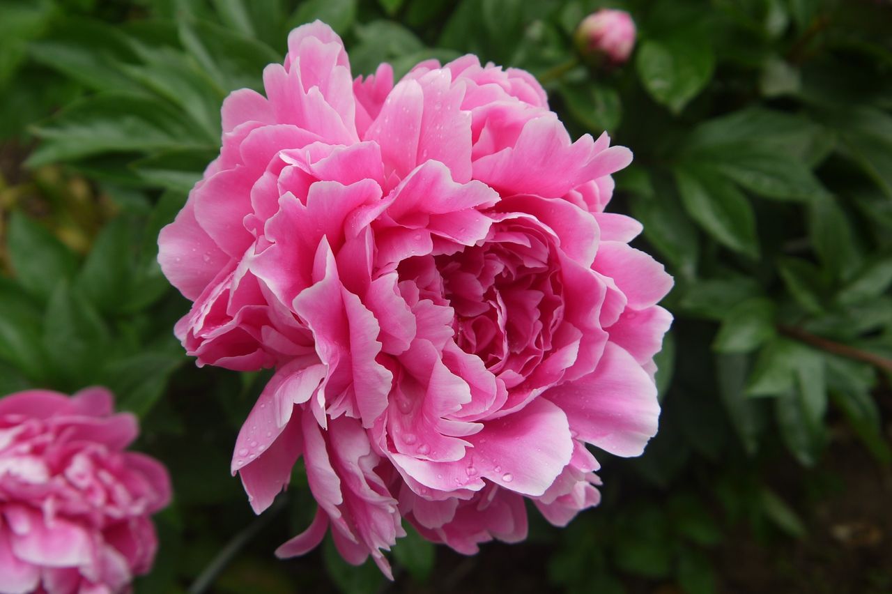 シャクヤクの花画像 – 芍薬 画像 無料 – Kacte Online