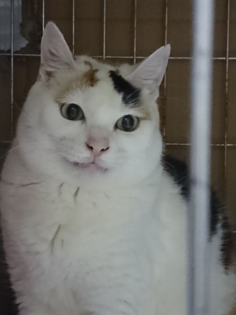 私のことはほっておいてよ 公園のネコたち