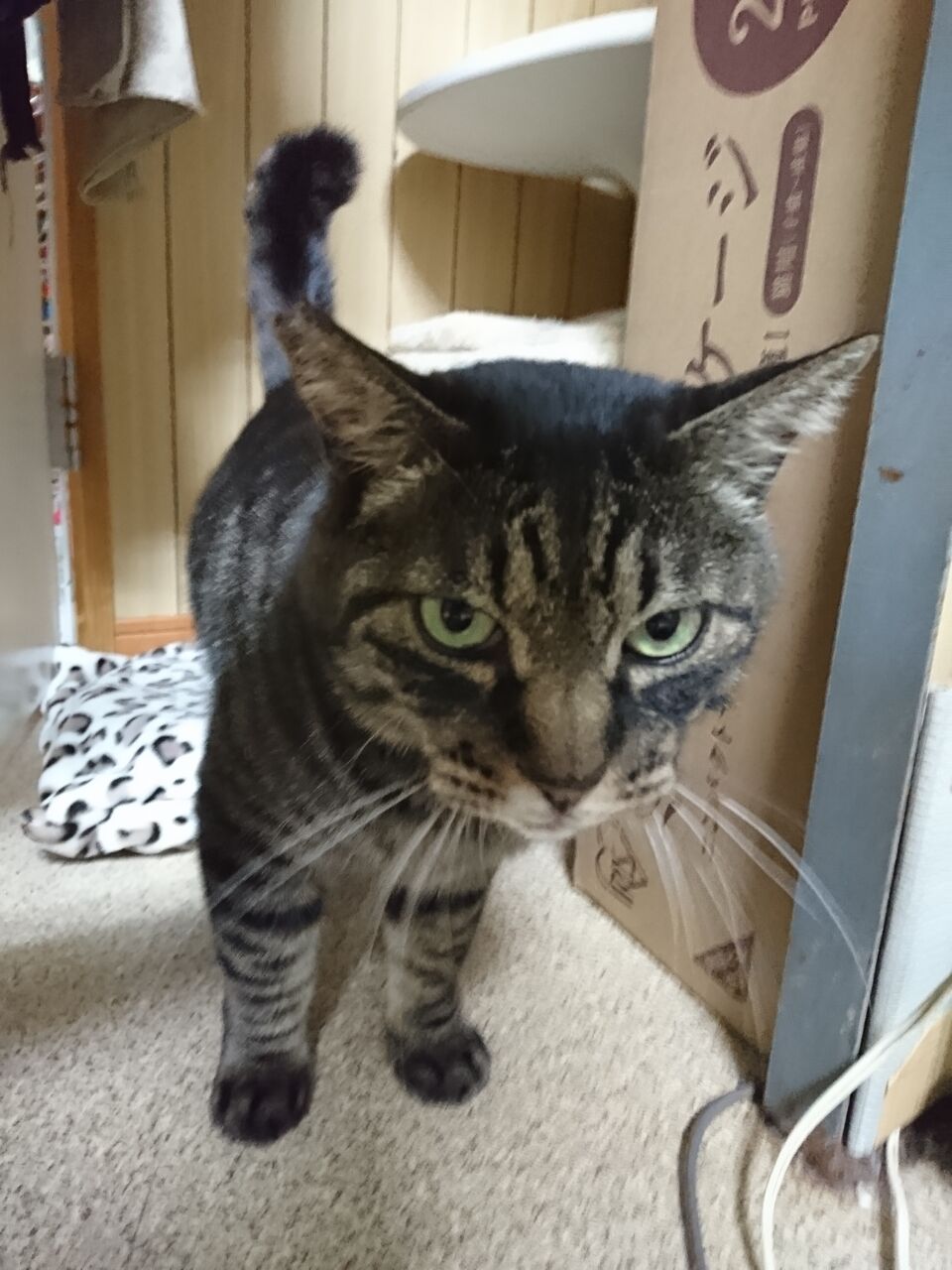 自由気ままなピート君 公園のネコたち