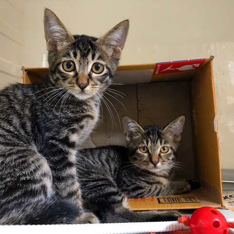 kiki&lala