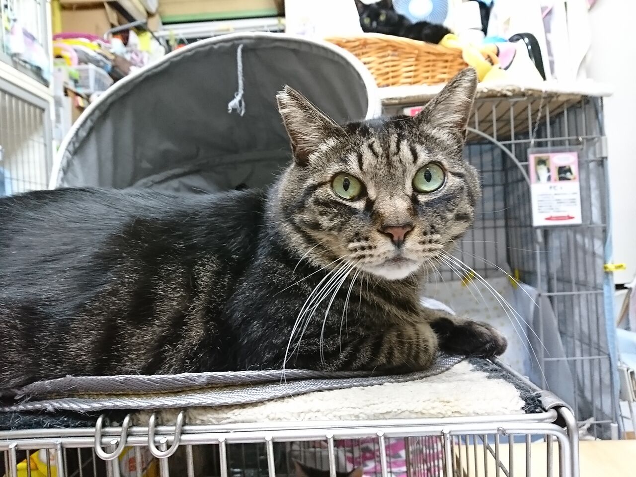 起きているピート 公園のネコたち