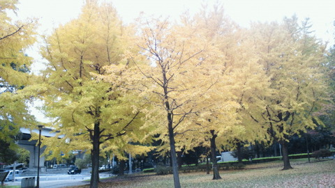 赤塚公園沖山地区紅葉3