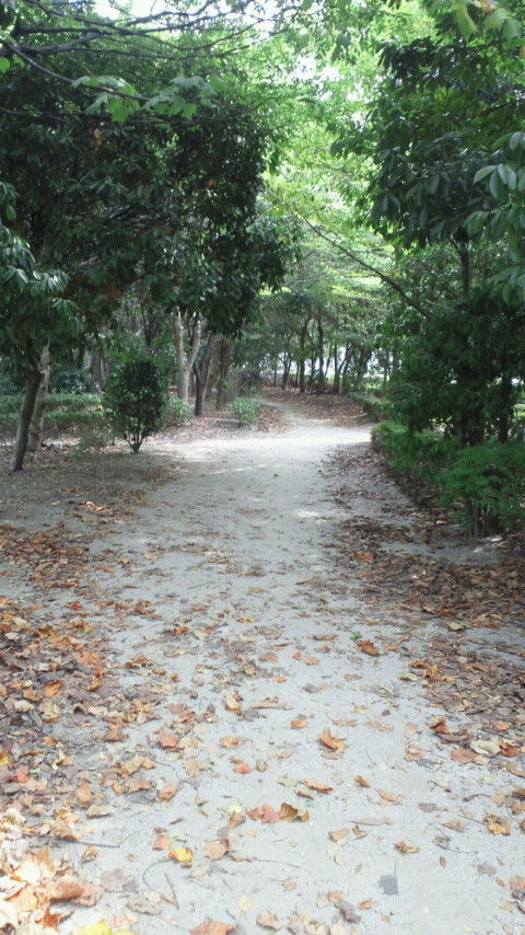 青海緑道公園1