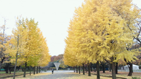 赤塚公園中央地区紅葉1