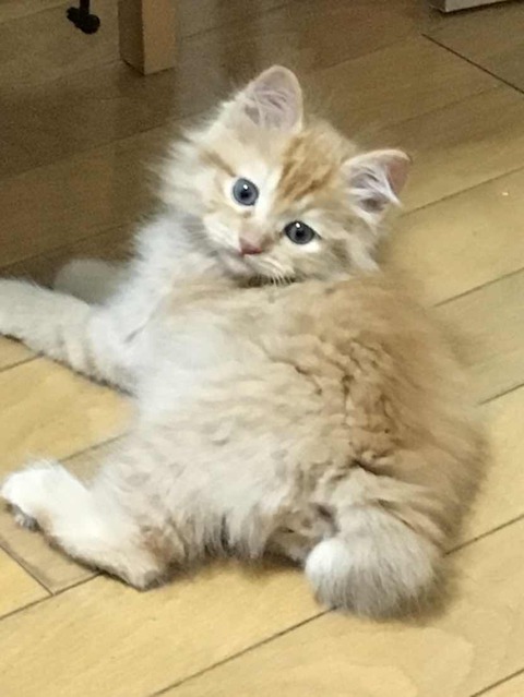 LINE_P20180520_09355778