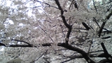 板橋桜