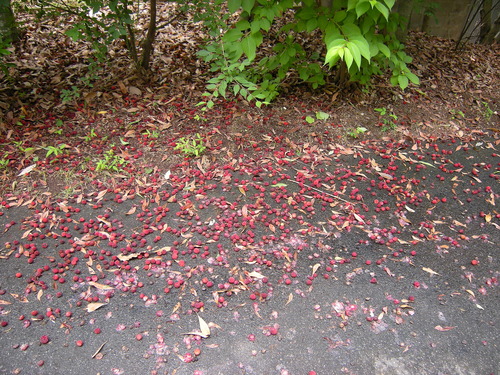 DSCN5333_1746tuyunoaima_Ed01
