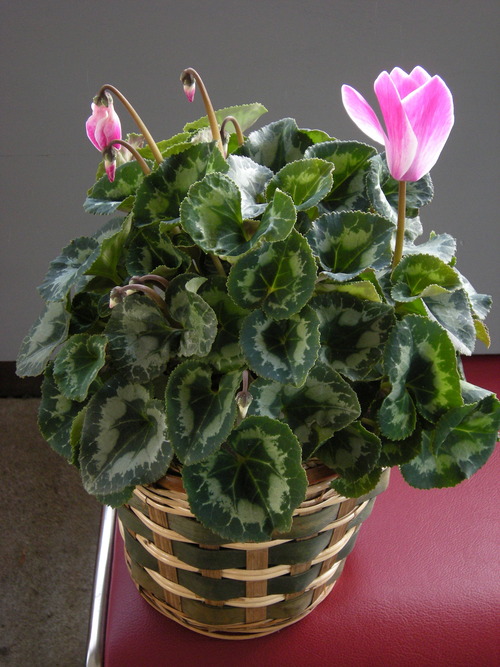DSCN4284_1253sikuramenn_Ed01