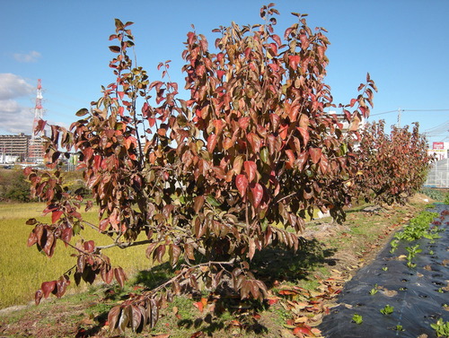 DSCN2847_013susuki_Ed01