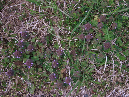 DSCN3085_384haru_Ed01