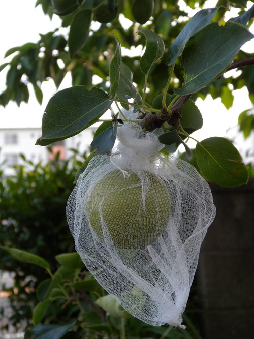 DSCN1395_1690nasinifukuro_Ed01