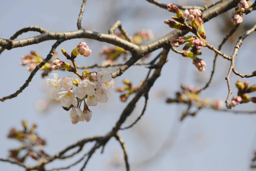 _DSC1441_2767sakurasaku_Ed01_Ed02